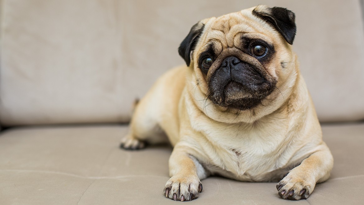 ¿Cómo manejar el estrés de mi perro cuando se queda solo en casa?