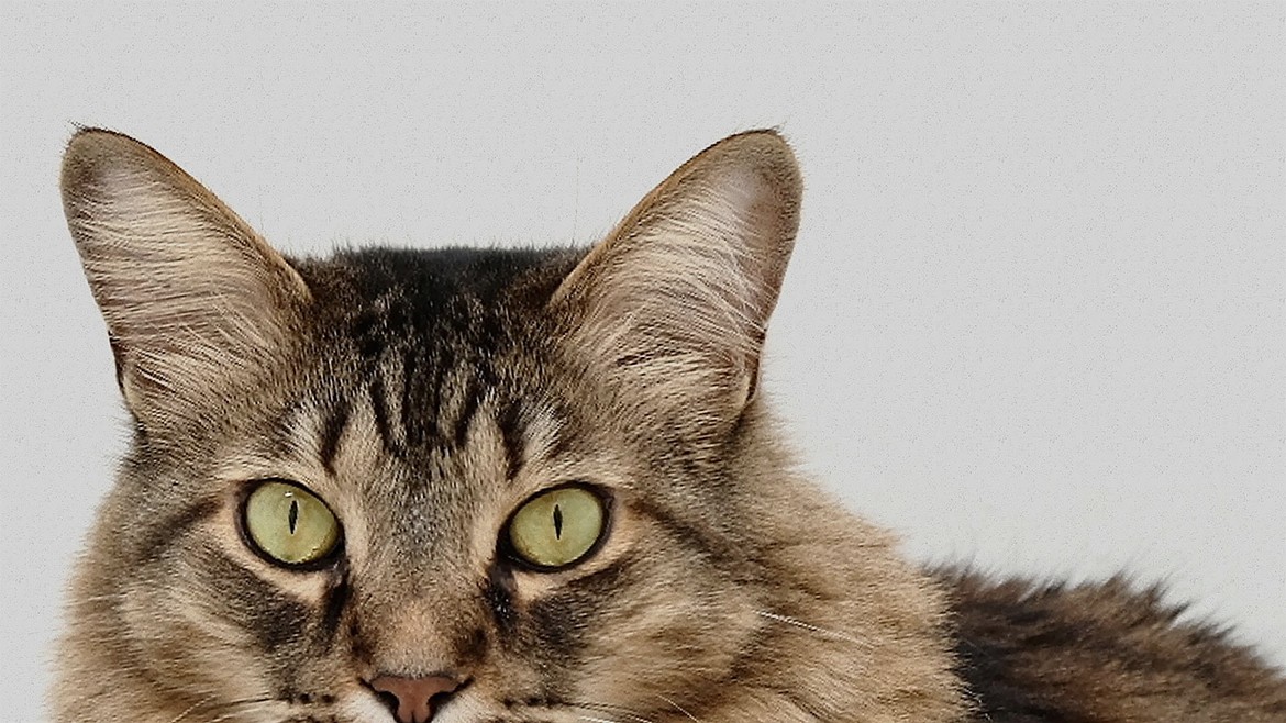 Adoptar a un gato adulto: Lo que debes saber