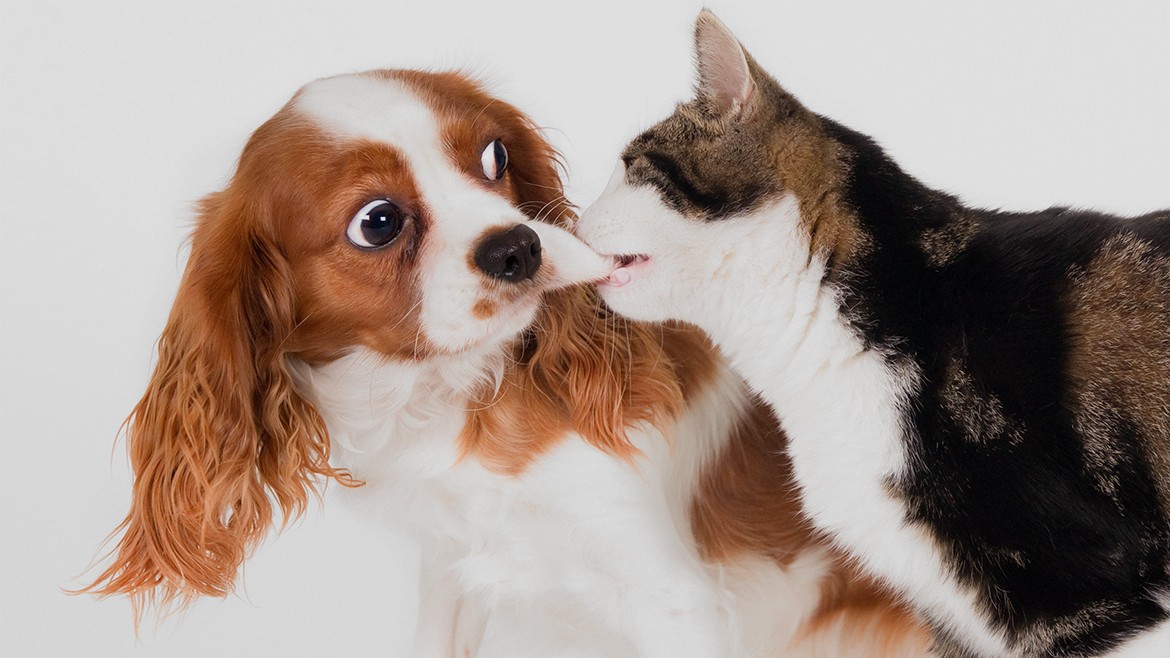 img-¿Cómo hacer que tus mascotas se lleven bien entre sí?}