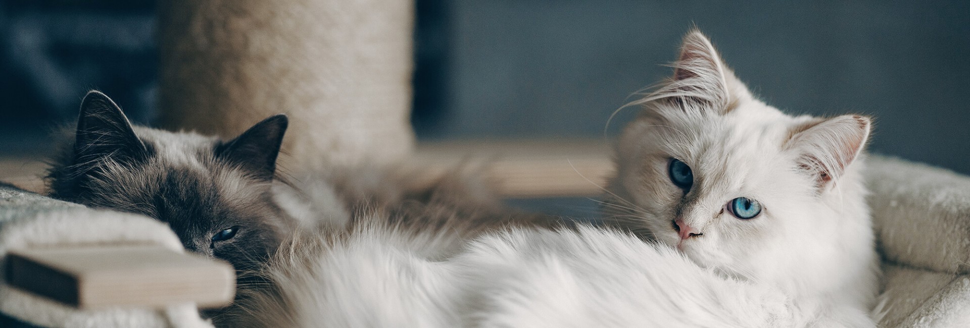 Los gatos son independientes, pero necesitan cuidados...